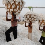 Asien Indien bioRe Biobaumwolle Projekt